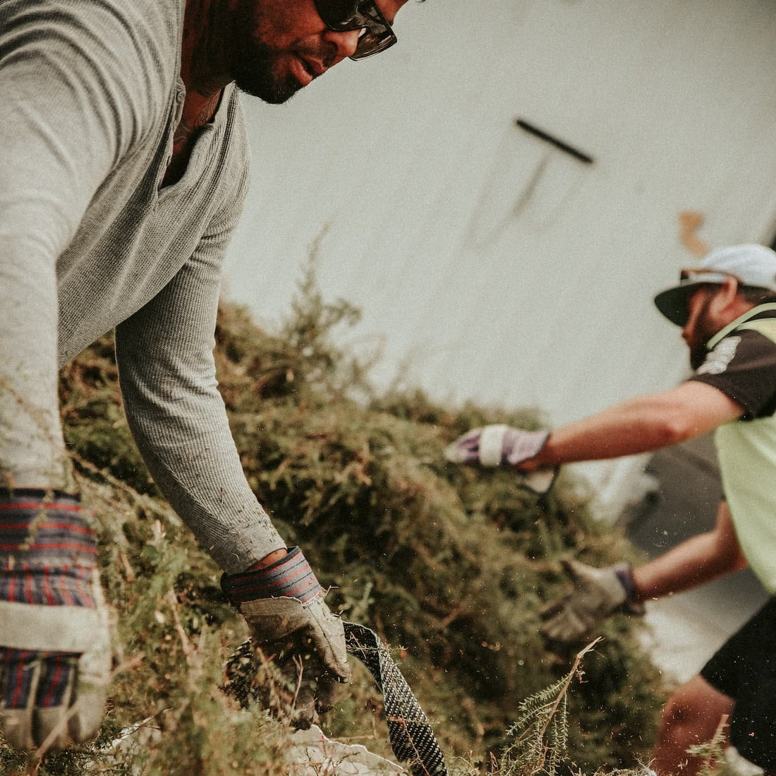 MN8 team harvesting mānuka branches by hand in the field at Waipū farm