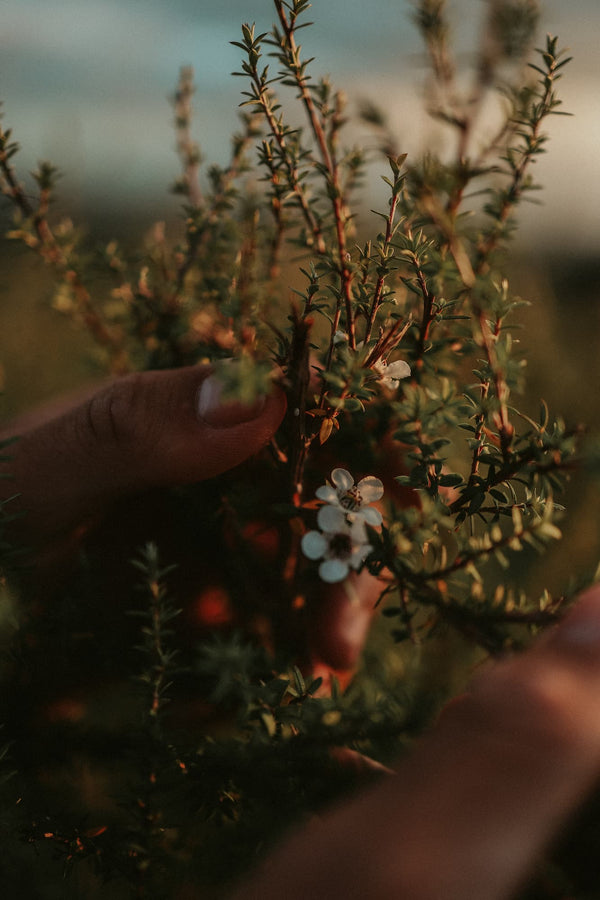 MN8 JOURNAL 011 | The Healing Power of Full-Spectrum Mānuka, Kawakawa & Kūmarahou