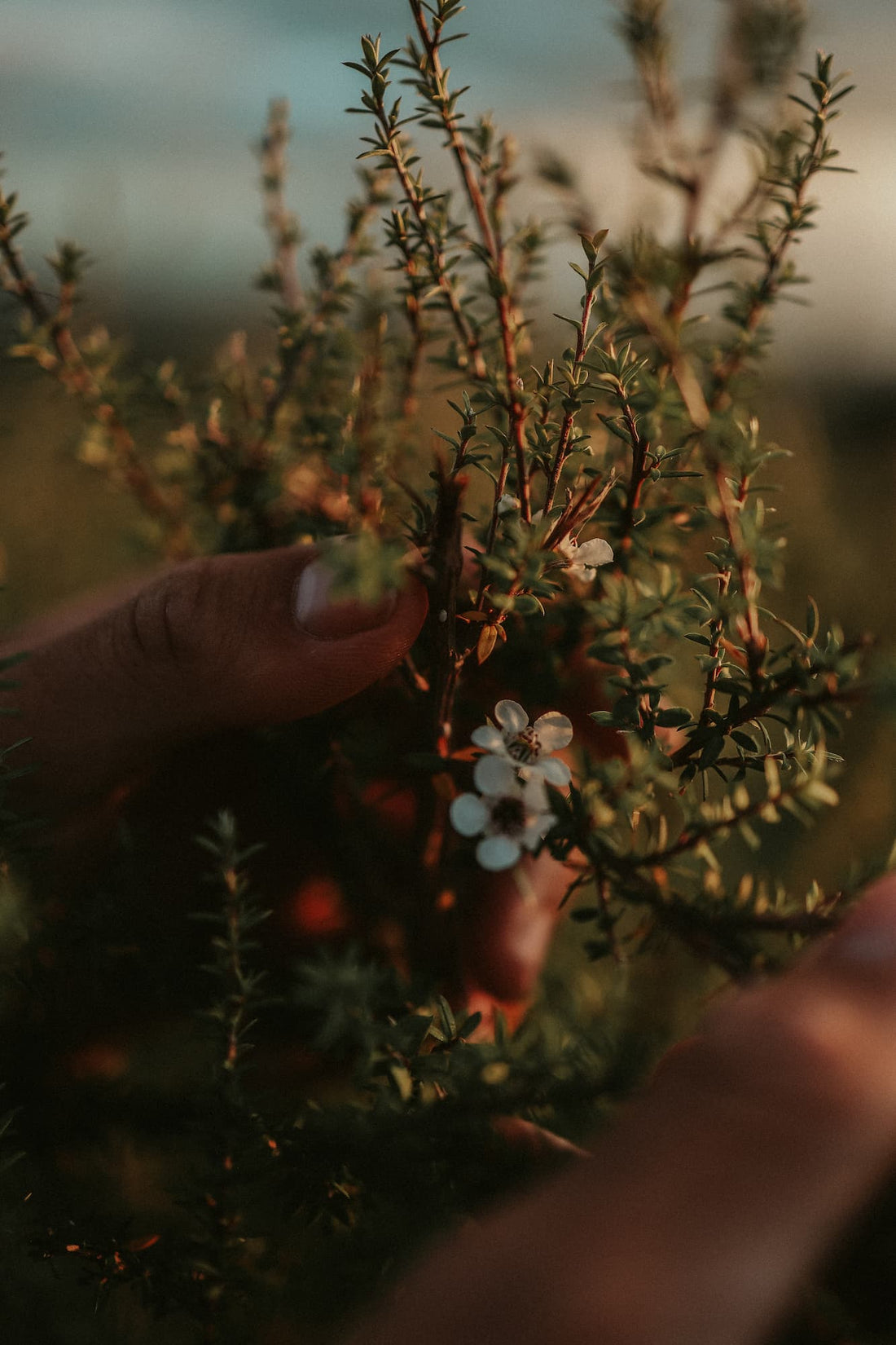 Cleansers for Dry Skin & Manuka Skin Care Benefits from NZ’s Mānuka Plant