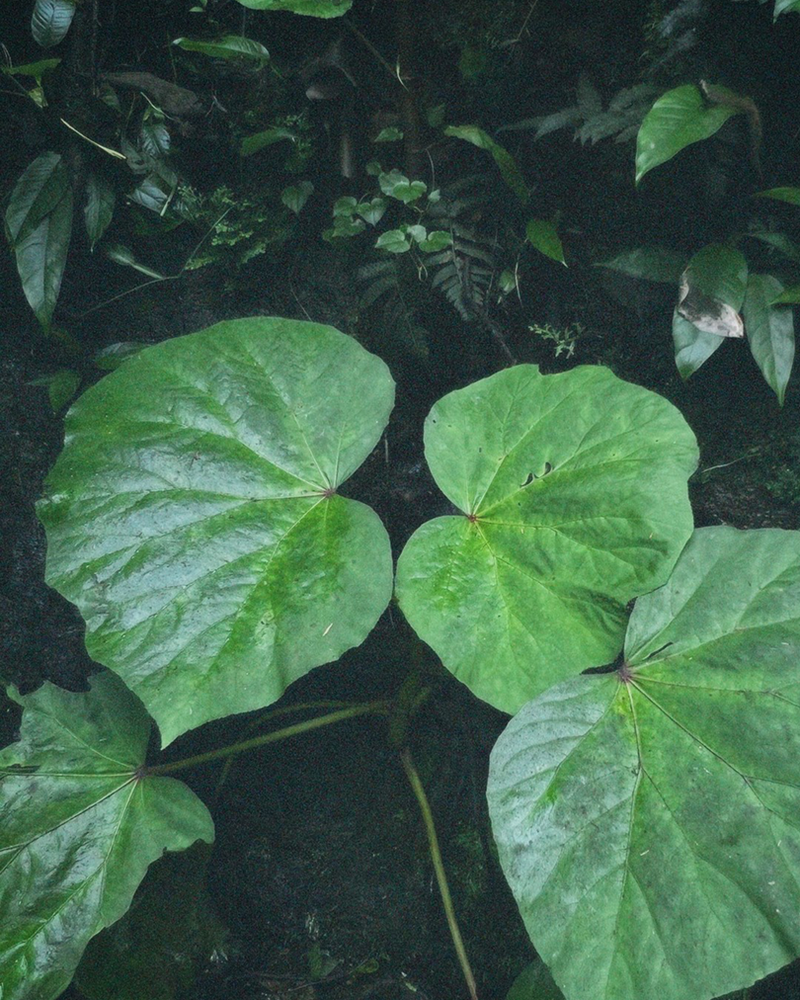 Kawakawa leaves — native New Zealand plant used in MN8 skincare for anti-inflammatory properties