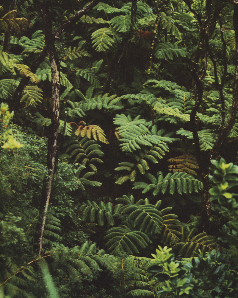 Mamaku black tree fern fronds — native New Zealand plant used in MN8 for deep hydration