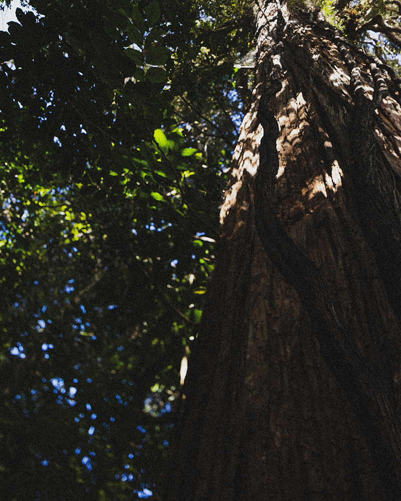 Tōtara tree trunk looking up through the forest canopy — New Zealand native source of Bioactive Totarol